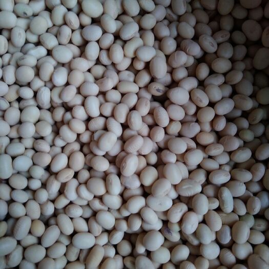 柘城县黄豆8157 生大豆 1等品