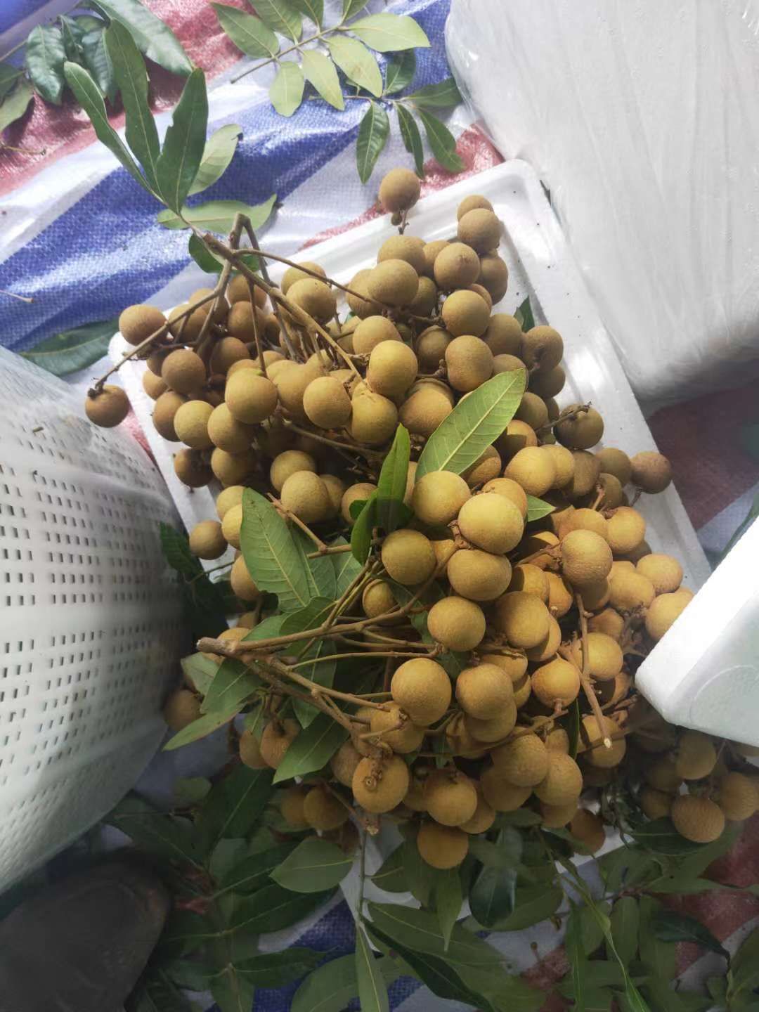  高州农产品 储良 龙眼  现摘现发 有需要的可以联系