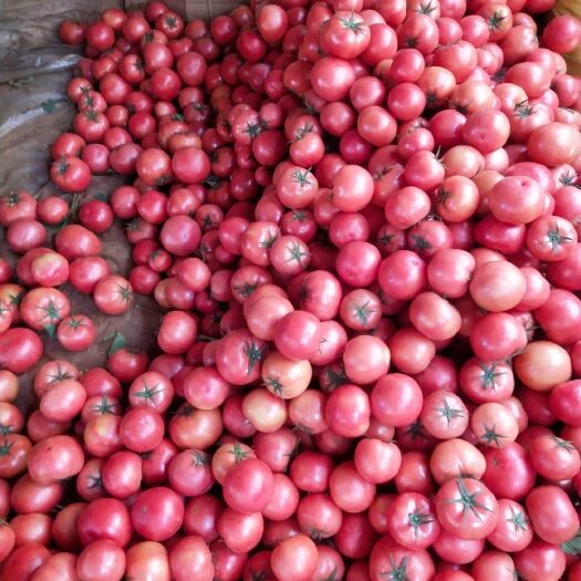 泸西县石头番茄 石头果，大红果。石头果粉果，都有现货