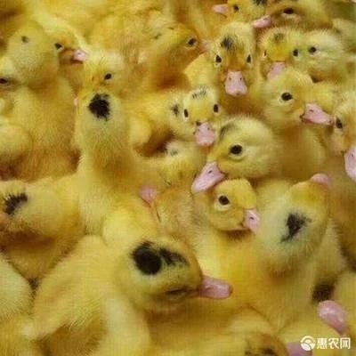白鸭苗  北京鸭苗m18 螺鸭苗白毛鸭大种番鸭
