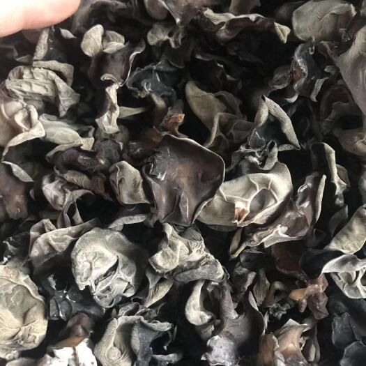伊春 东北木耳黄木耳1.5