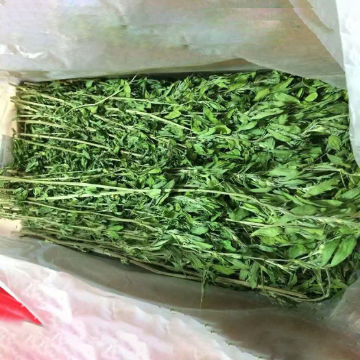 黄骅市 苜蓿草烘干苜蓿草 1kg/箱 兔子龙猫饲料粮