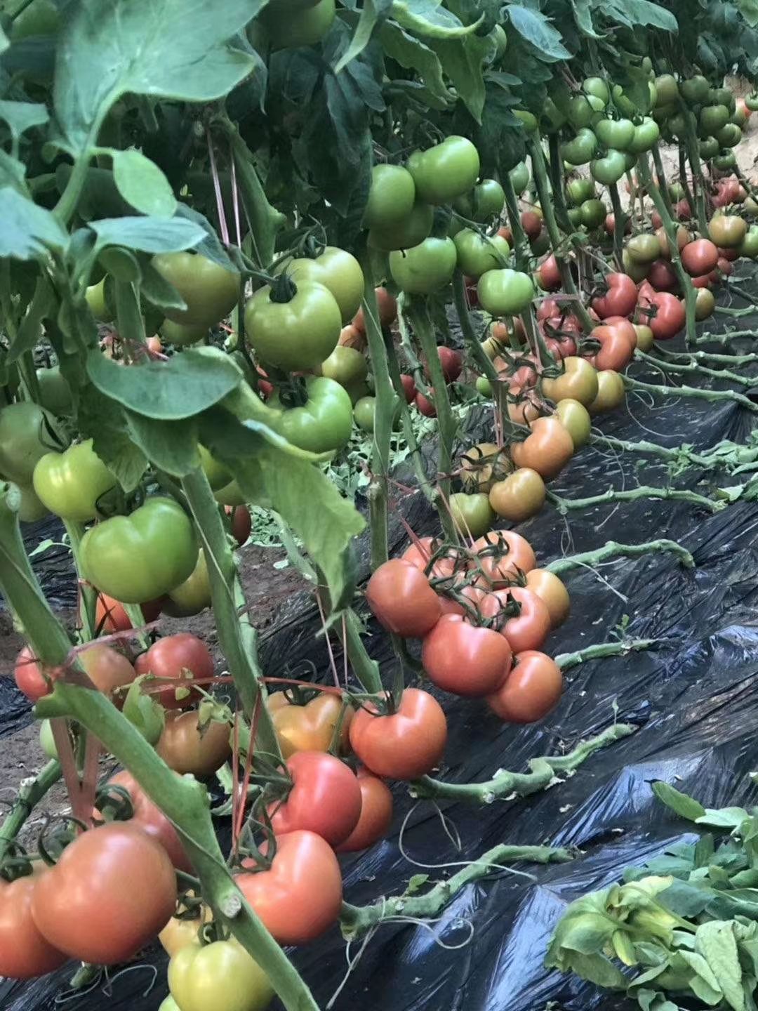 粉果番茄  西红柿种子《凯德夏丽》