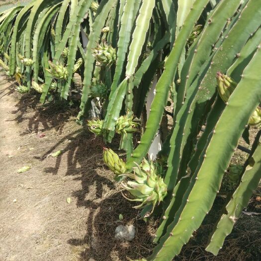 崇左金都一号火龙果 金都一号、香蜜龙、红宝龙
产地直销