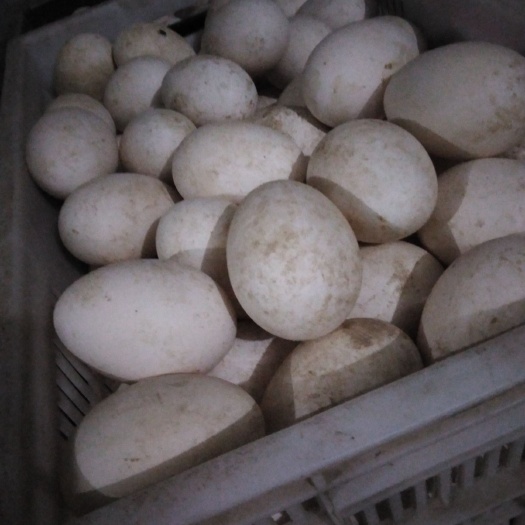 原阳县灰鹅蛋 食用 箱装