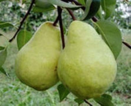 永清县 大量出售葫芦梨（烟台梨）物美价廉