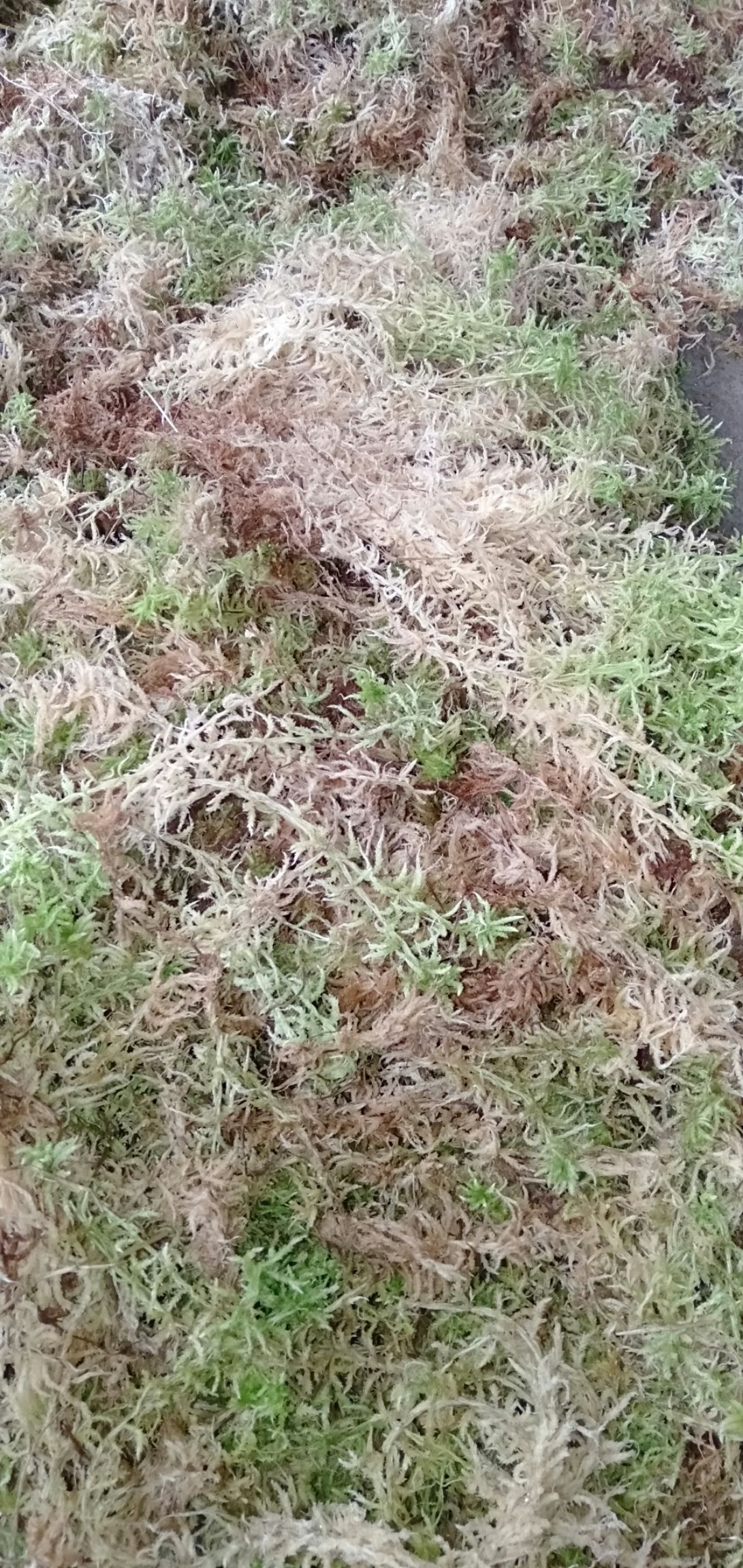  水苔