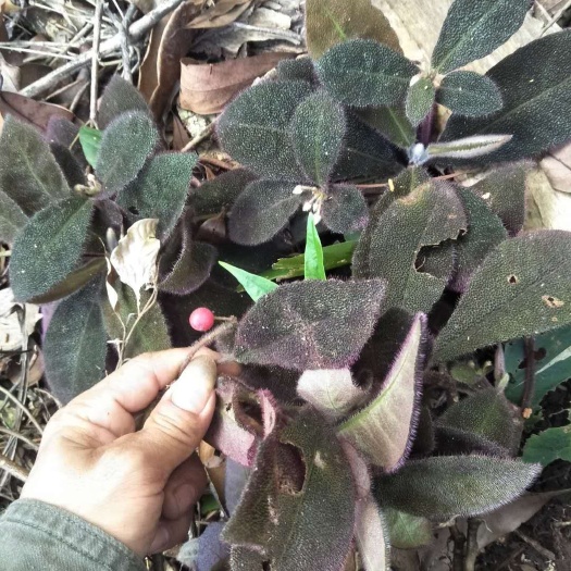 广州虎舌红盆栽 虎舌红（干货）