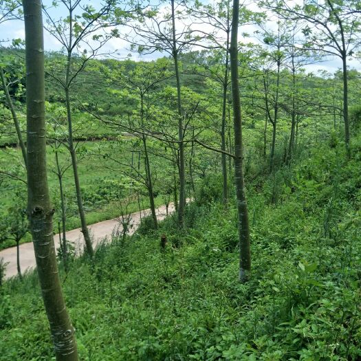 高州市 A货，发财树，大量供应，6////16公分