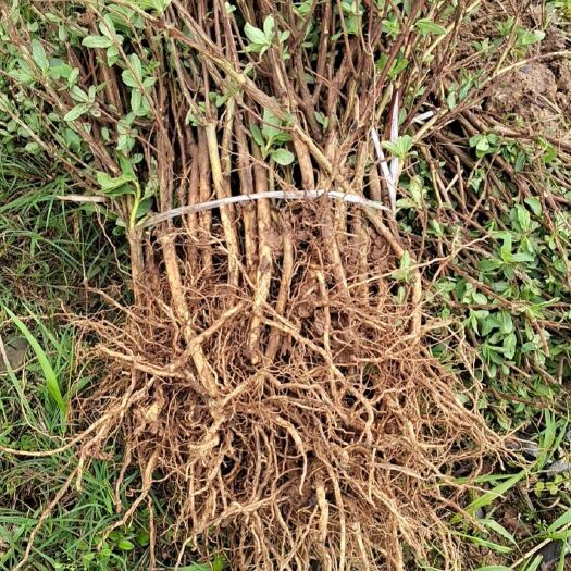 平邑县四季金银花苗，北花一号
