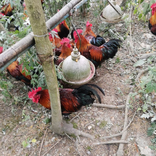 成都 半年以上黑瑶土鸡