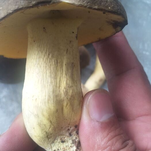 临沧小黄牛肝菌