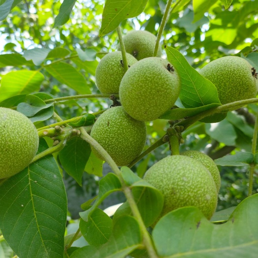 石家庄 青皮核桃