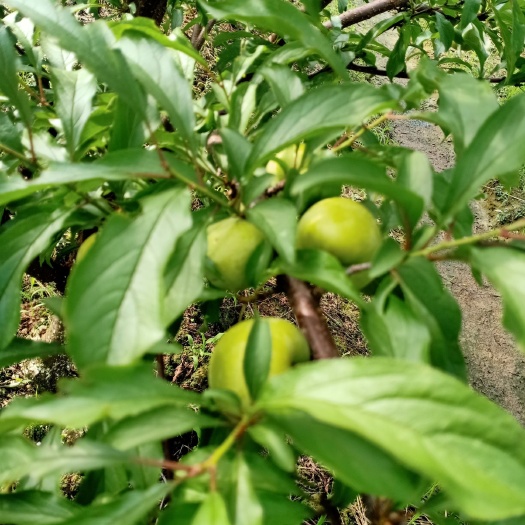 钟山县 蜂糖李果，甜过初恋，
