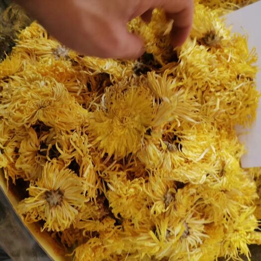 佛山 金丝皇菊
