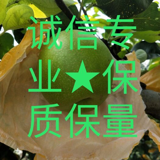 砀山县 万亩精品翠冠梨，个大脆甜，皮薄，甜度高，代发全国