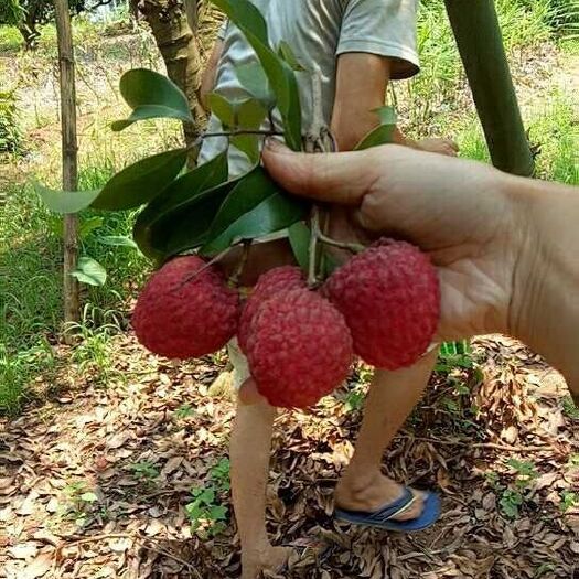 增城基岗村仙进奉荔枝鲜果