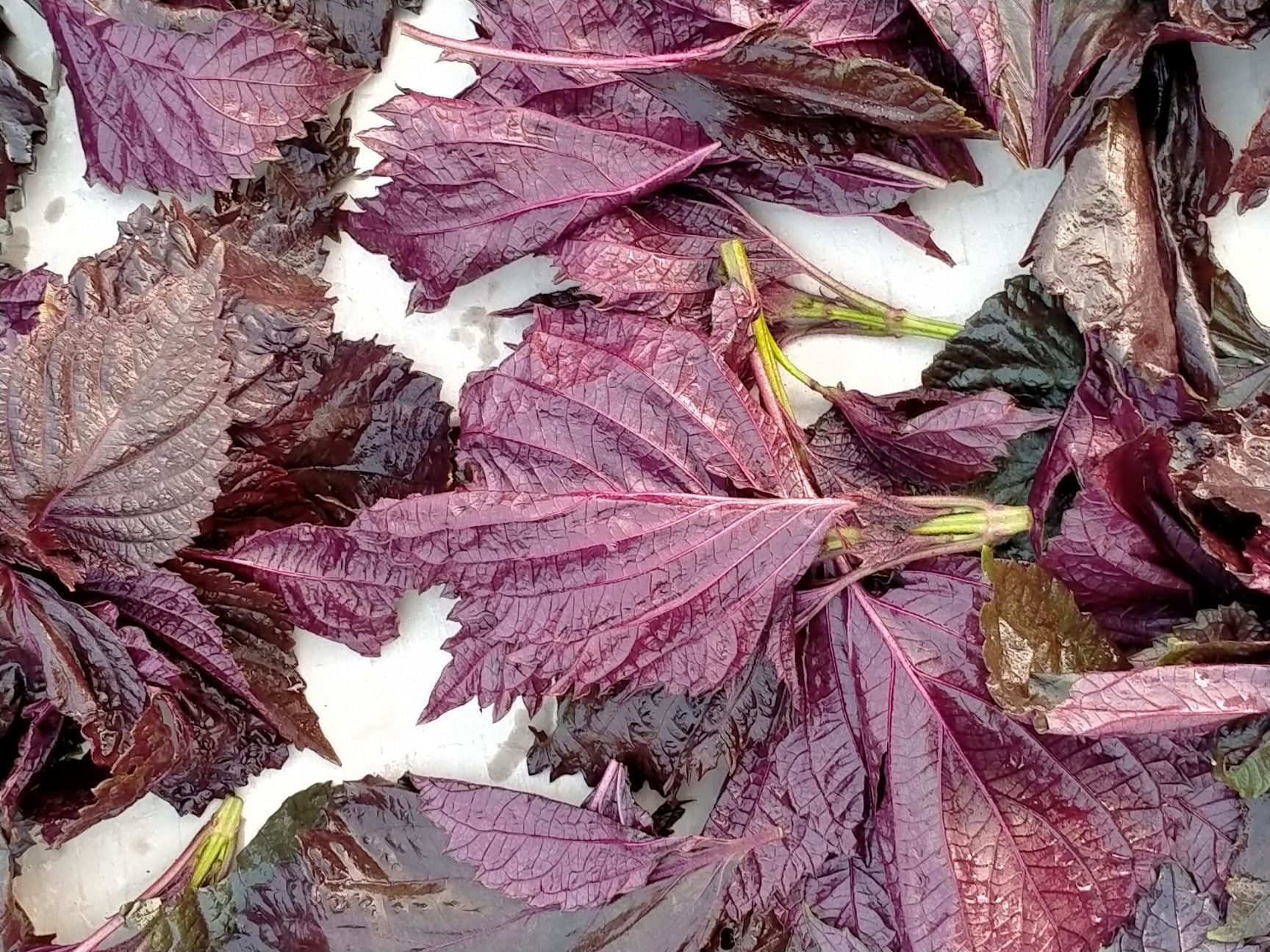 安国市双面紫苏叶，自产自销手摘叶