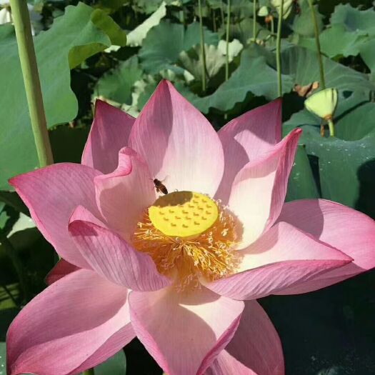 永丰县 纯正农村荷花蜂蜜