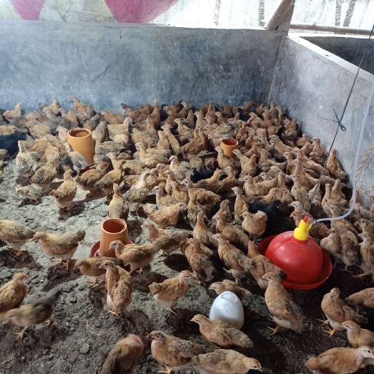 肇庆土鸡苗 灵山麻项中鸡口，我们公司专业保育鸡口