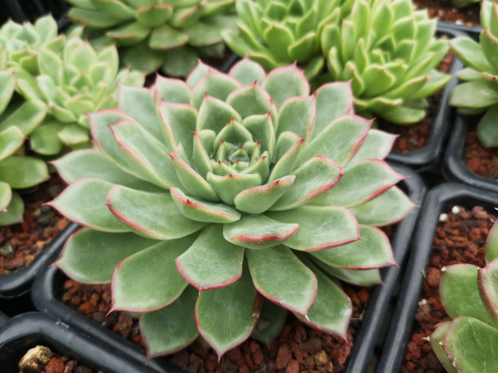 多肉组合 新品多肉杂交系列，大冠幅，可以随挑