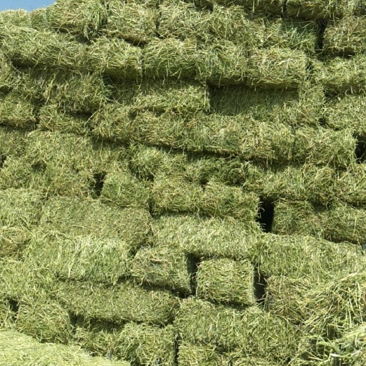 永昌县 出售(供应)苜蓿草