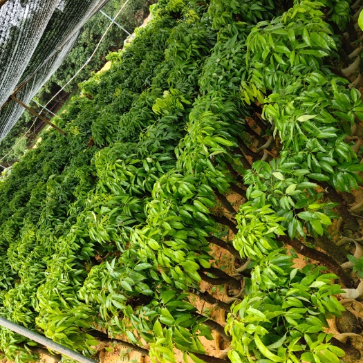 灵山县妃子笑圈枝苗玉荷包荔枝苗  荔枝苗