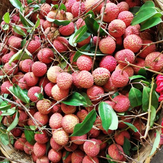 深圳深圳本地桂味荔枝