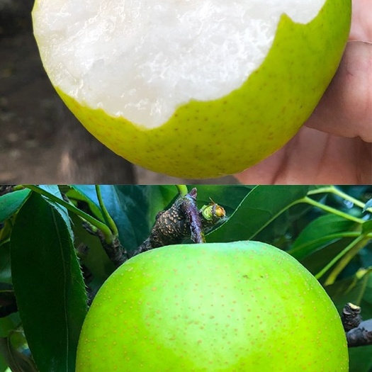 砀山县翠冠梨 【精品】砀山翠玉、黄金、皇冠大量上市 价格美丽 可视频挑货