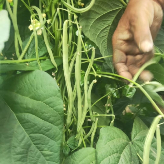 应县架豆王豆角 本基地绿无丝架豆王大量上市