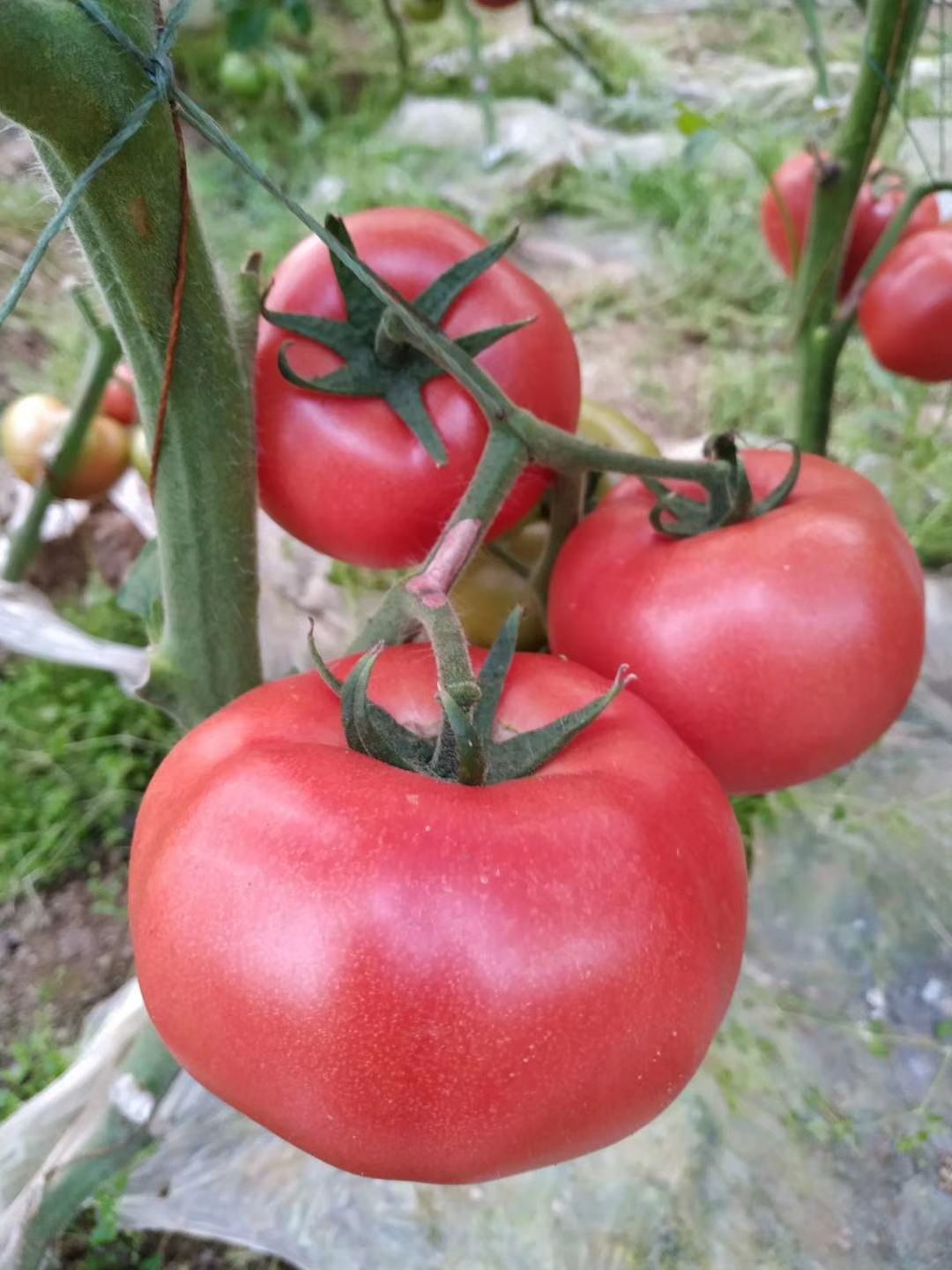 粉果番茄  西红柿种子《凯德夏丽》