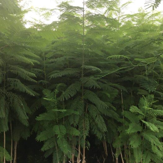 普宁市 蓝花楹各规格待售