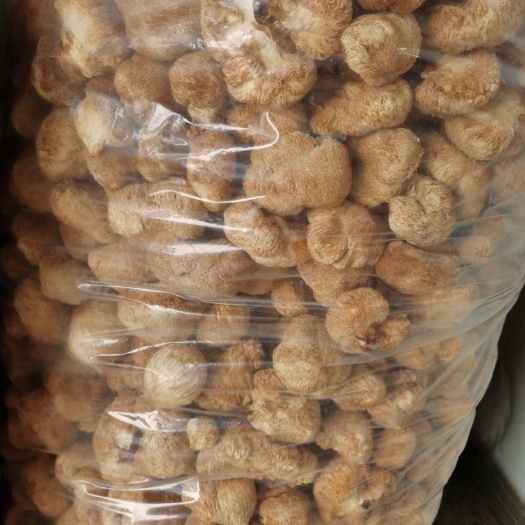 三穗县 刚出的干猴头菇