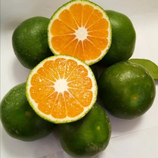 温州蜜桔 早熟蜜桔