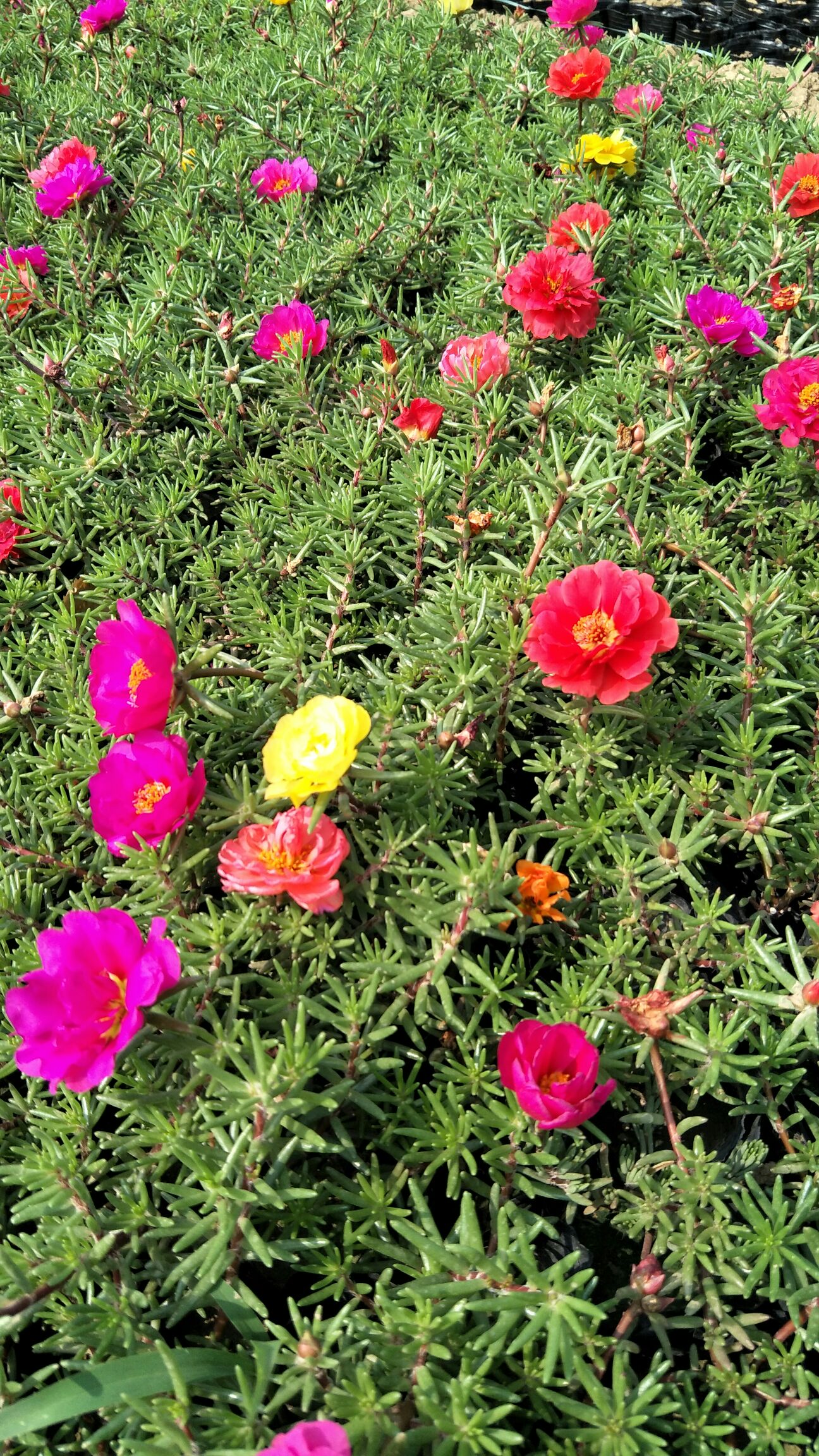 半枝莲 半枝莲批发 半枝莲价格 基地直供半枝莲