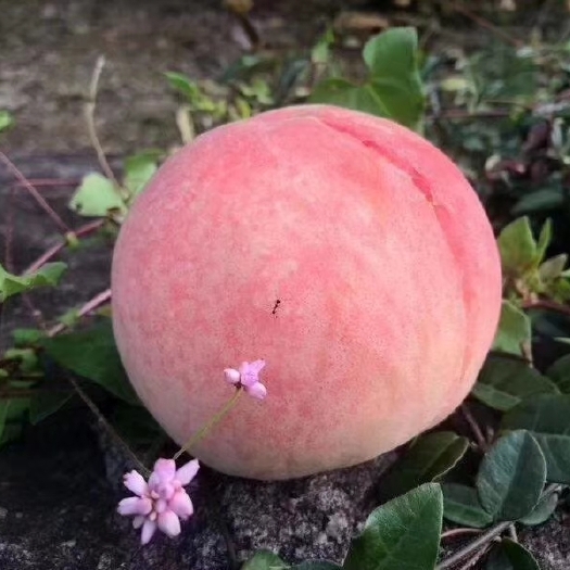 宁波 自家果园种植奉化水蜜桃