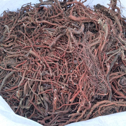 平邑县紫花丹参  山东平邑高含量