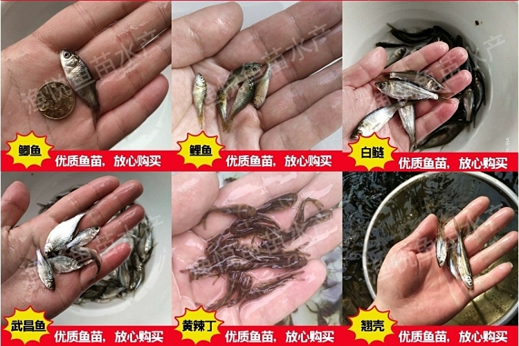 宜良县草鱼苗  各种淡水鱼苗出售货源充足鱼场直供送货上门
