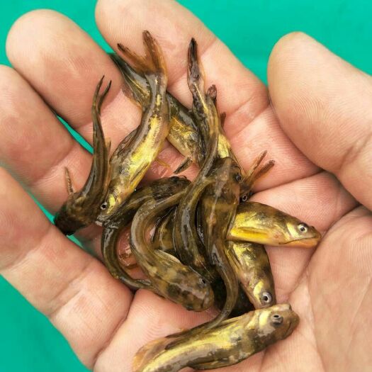 重庆市黄颡鱼苗