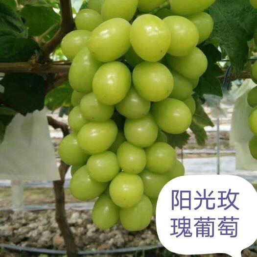 营口阳光玫瑰葡萄苗 阳光玫瑰