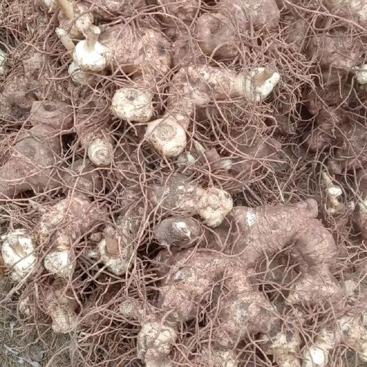 遂宁甜黄精  块茎种