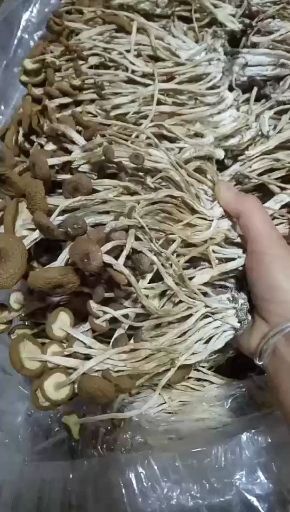 屏南县 大量出售茶树菇