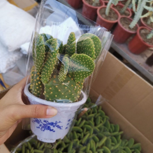 黄毛掌 金毛掌一箱24盆/35盆都是120元