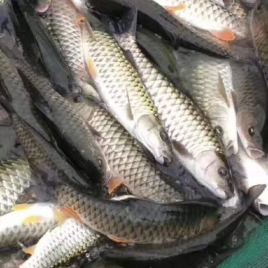 南宁军鱼苗  青竹鲩鱼苗，光倒刺耙苗