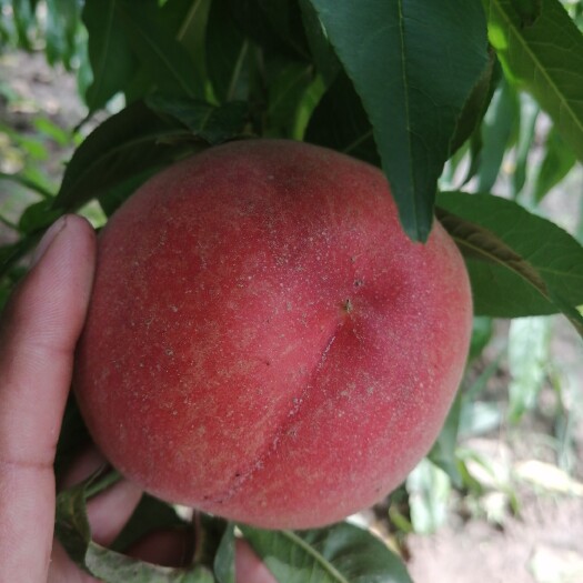 河津市 各种品种毛桃