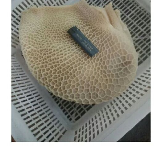 赣州牛肚  金钱肚