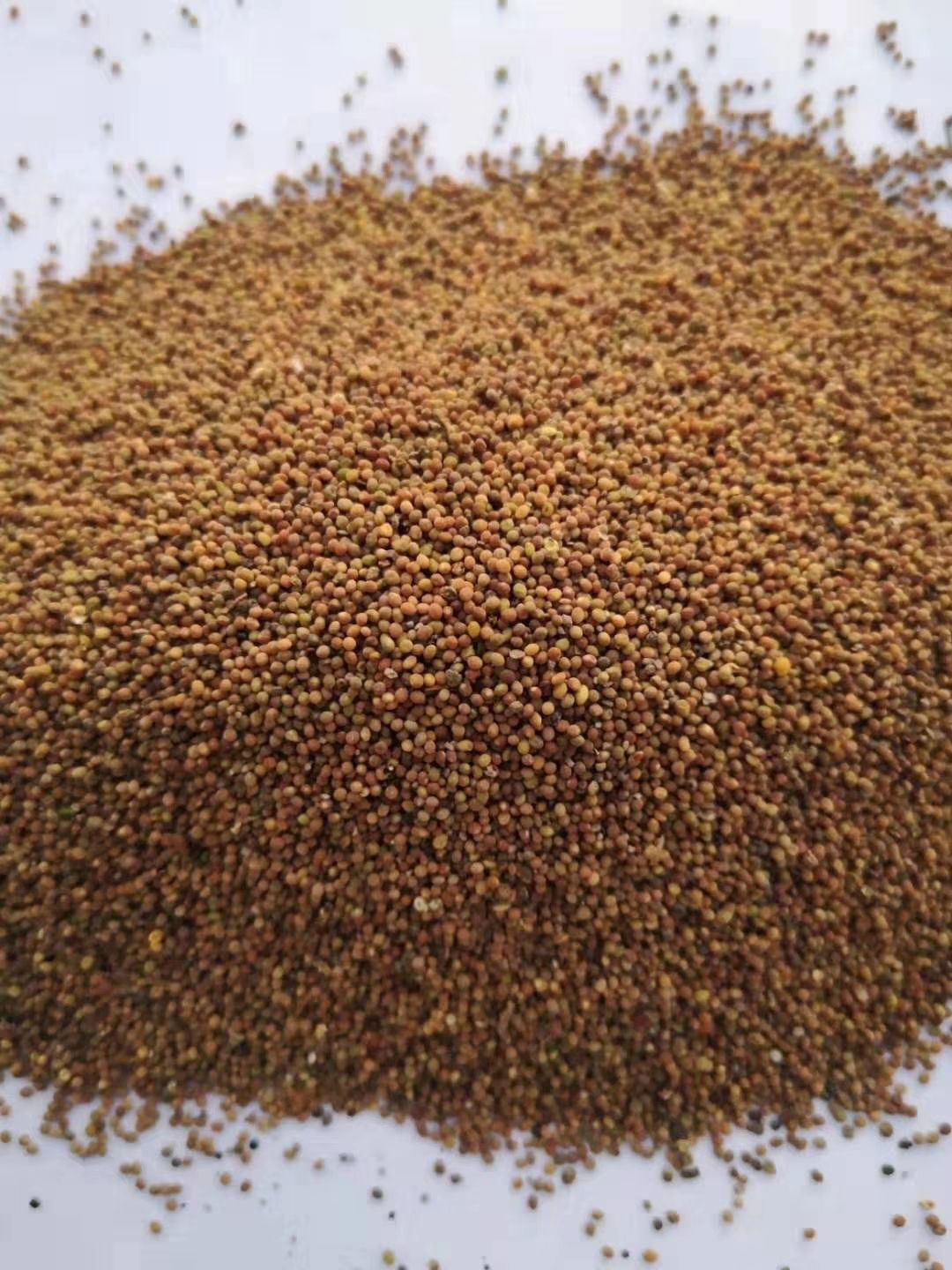 菟丝子含量高干净色选货内蒙批发出售