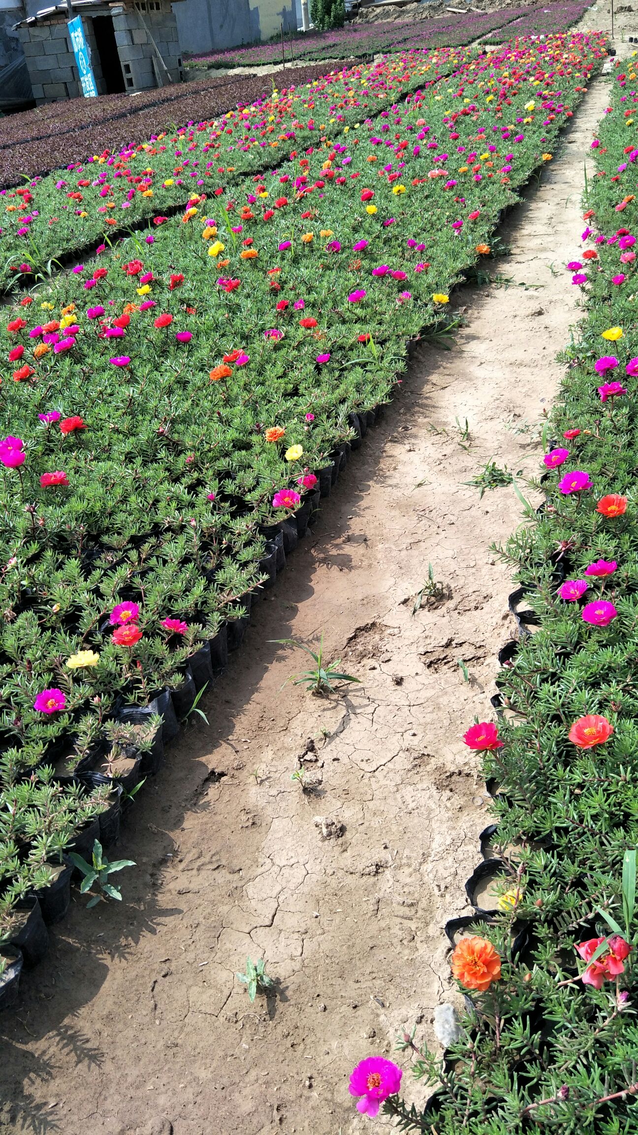 半枝莲 半枝莲批发 半枝莲价格 基地直供半枝莲