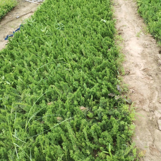 沭阳县蜀侩龙柏刺柏侩柏嫁接苗床苗分栽苗