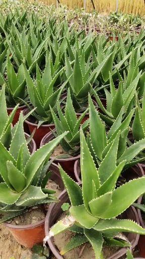 开普芦荟 基地量大从优